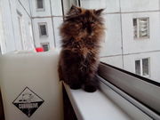 Персидский котенок с родословной(девочка)