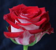 Эквадорские розы и цветы оптом к 8 марта 2015