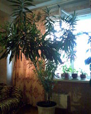 комнатное растение олеандр