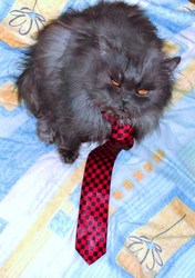 Персидский кот на Вязку